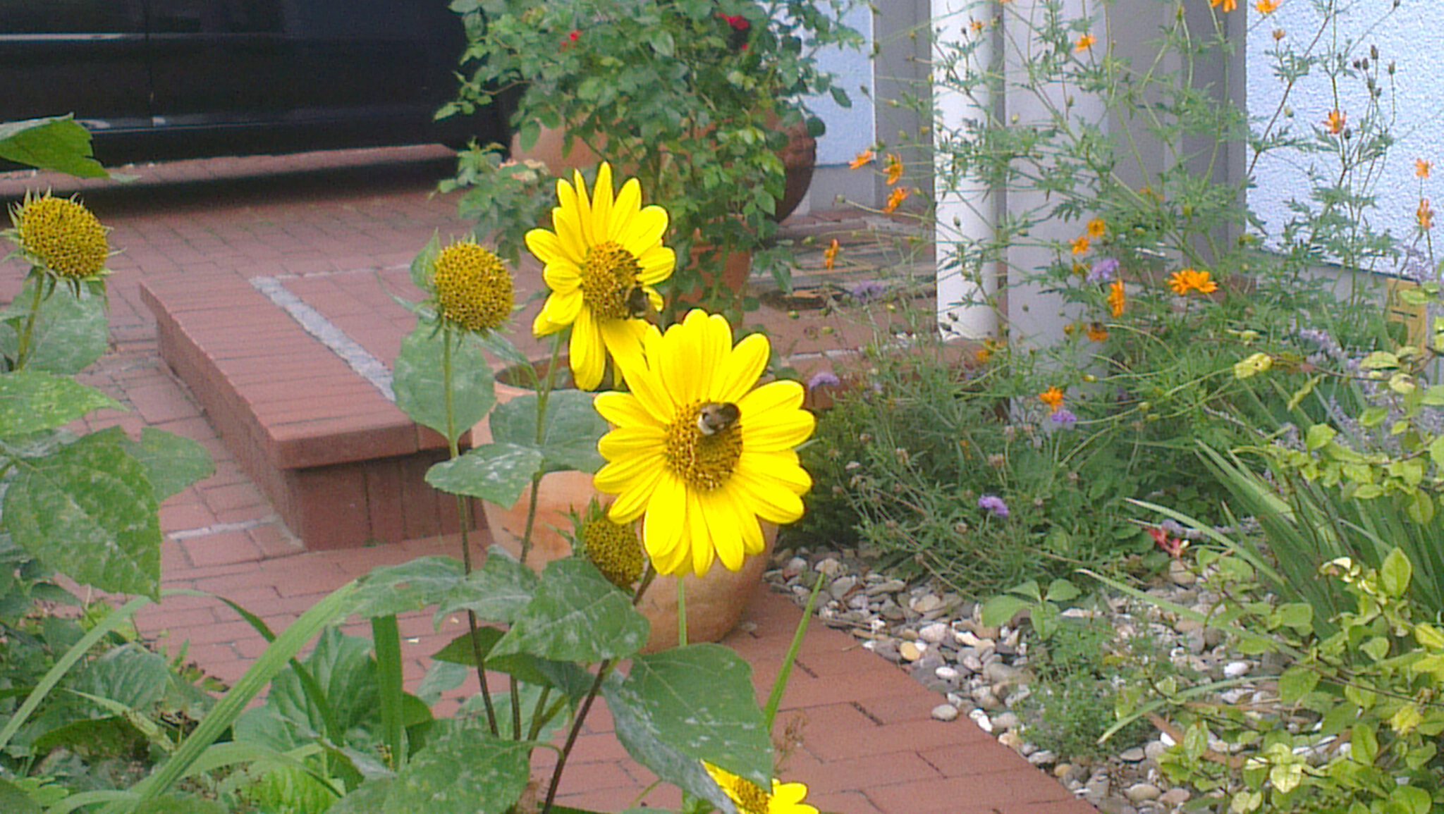 Initiative Lebendige Bündnis 90/Die Grünen